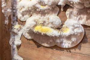 schimmels op hout