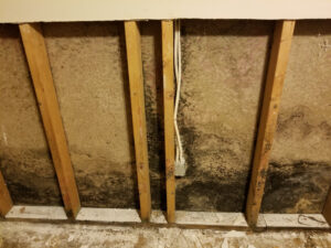 schimmel op hout