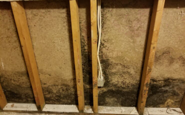 schimmel op hout
