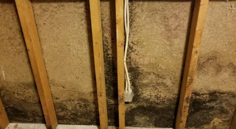 schimmel op hout